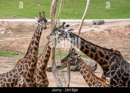 Giraffen, die im Safari Park Bäume essen Stockfoto