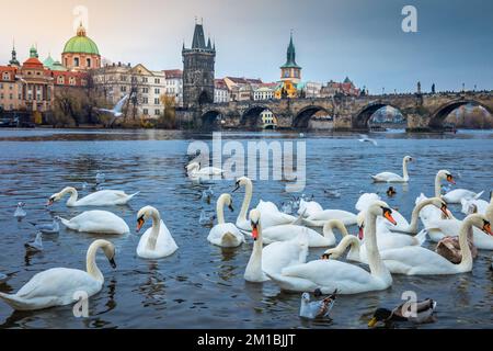 Schwäne schweben im Morgengrauen auf der Moldau und der mittelalterlichen Prager Karlsbrücke, Tschechisch Stockfoto