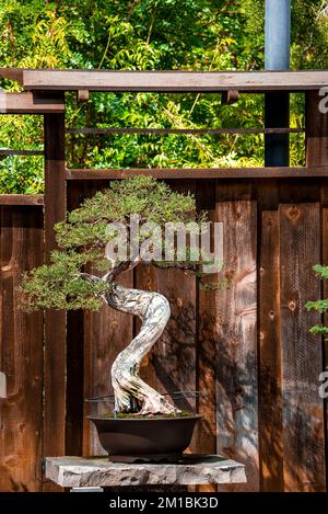 Bonsai-Baum wächst auf Stein vor dem Holzzaun im Hof Stockfoto