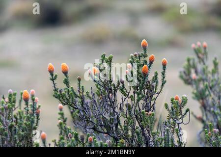 Chuquiragua (Chuquiraga jussieui) Blüten in den hohen Höhen der Anden, Cotopaxi-Nationalpark, Ecuador. Stockfoto
