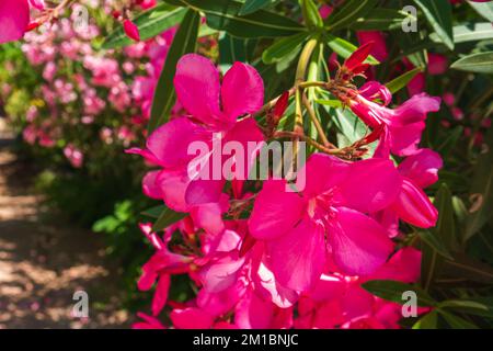 Azaleen blühen im Garten, Bangkok, Thailand. Stockfoto