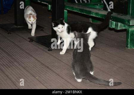 Ingwer-weiße, grau-weiße und schwarz-weiße Katzen spielen Stockfoto
