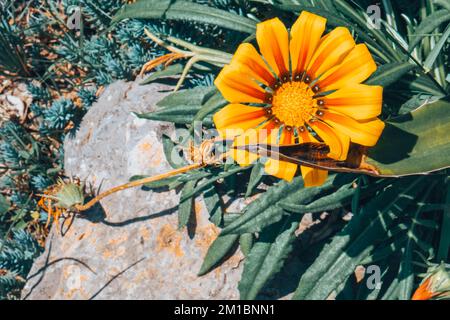 Gelbe Tulpen blühen auf grünem Hintergrund. Stockfoto