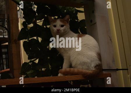 Eine rothaarige Katze, die sitzt Stockfoto