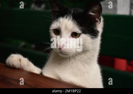 Schwarz-weiße Katze, die über einen Tisch schaut Stockfoto