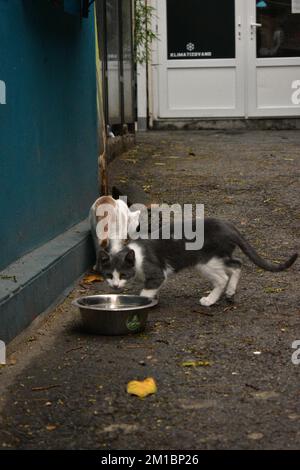 Ingwerweiß und grau-weiße Katze essen Stockfoto