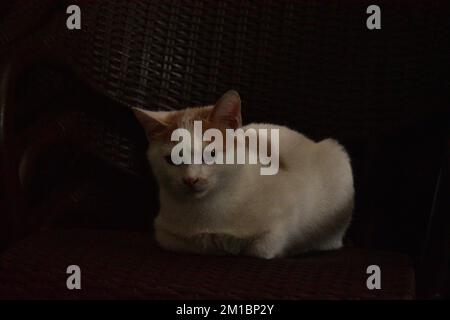 Ingwer und weiße Katze sitzen auf einem Stuhl Stockfoto