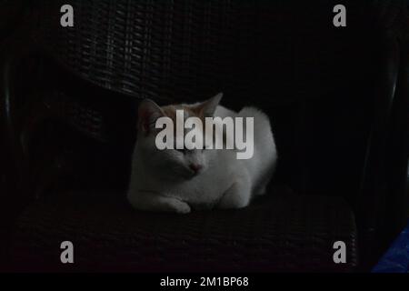 Ingwer und weiße Katze sitzen auf einem Stuhl Stockfoto