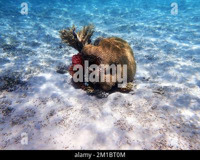 Traumhafte Unterwasserwelt mit Korallenriff und Meereslandschaft ins Rote Meer Stockfoto