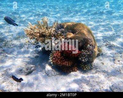 Traumhafte Unterwasserwelt mit Korallenriff und Meereslandschaft ins Rote Meer Stockfoto