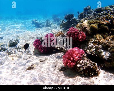 Traumhafte Unterwasserwelt mit Korallenriff und Meereslandschaft ins Rote Meer Stockfoto