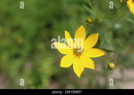 Der Tallulah Gorge State Park in Georgia ist der Höhepunkt einer Sonnenblume im Wald Stockfoto