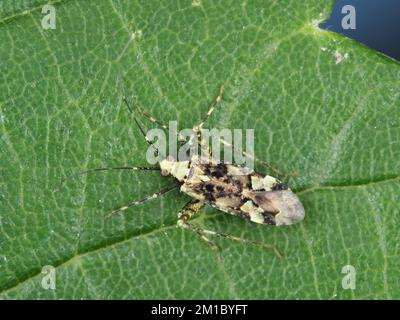 Käfer von Phytocoris oder einer eng verwandten Gattung, wahrscheinlich Phytocoris tiliae Stockfoto