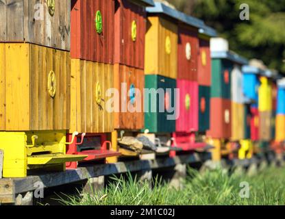 Eine Reihe bunter Holzbienenstöcke oder Bienenstöcke, Honigproduktion, Honigbiene in latin APIs Mellifera Stockfoto