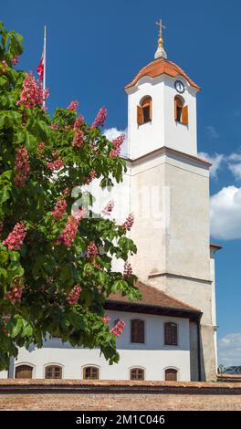 Burg Špilberk, Denkmal der Stadt Brünn mit einem rosa Kastanienbaum im Vordergrund, Mähren, Tschechische Republik Stockfoto