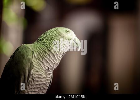 Bild eines grauen Papageiens, der vor der Kamera steht. Der graue Papagei (Psittacus erithacus), auch bekannt als der kongolesische graue Papagei, Kongo-Afrikaner Stockfoto