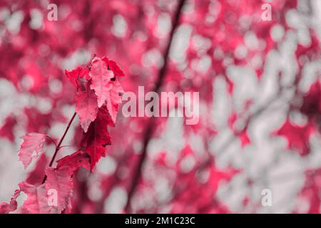 Blase wächst im Garten. Frische Orangenblätter auf einem Zweig. Bio-Gartenarbeit. Ein frischer Klassiker für 2023 in Viva Magenta. Farbkonzept des Jahres. Stockfoto