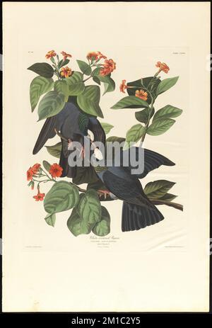 Weißkronentaube : Columba leucocephala. Männlich, 1. Weiblich, 2. Cordia sebestena. c.1 v.2 Platte 177, Tauben, Bäume, Blumen, Weißkronentaube, Cordia. Die Vögel Amerikas - aus Originalzeichnungen von John James Audubon Stockfoto