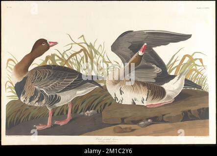 Weiße Gans, Latte. : Anser albifrons, Bechst. 1. Männlich. 2. Weiblich. c.1 v.3 Platte 286 , Gänse, Weißstirngans. Die Vögel Amerikas - aus Originalzeichnungen von John James Audubon Stockfoto