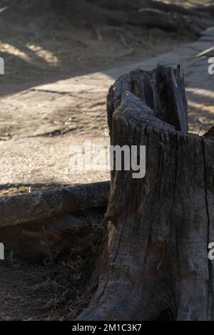 Hohl in einem großen Baum in der Nähe der Straße. Sonniger Tag. Stockfoto