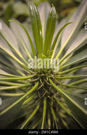 Nahaufnahme und selektive Fokussierung von Blättern und Blumen Stockfoto