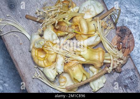 Nahaufnahme der gefallenen Durio zibethinus-Blume Stockfoto