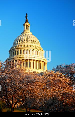 An einem Frühlingstag in Washington, DC, erhebt sich das US Capitol über blühende Kirschblüten Stockfoto