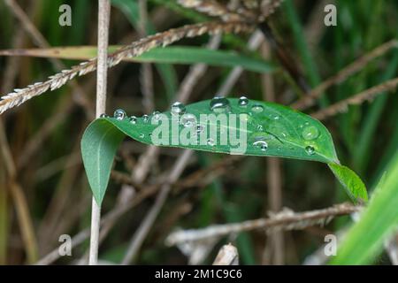 Winzige Wassertröpfchen auf Euphorbia heterophylla-Blättern Stockfoto