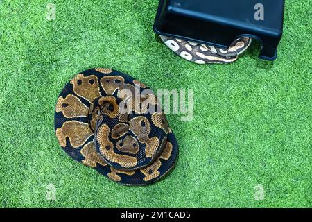 Ballpython ist ein beliebtes Haustier in Thailand. Stockfoto