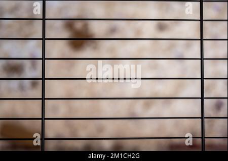 Selektiver Fokus auf die Stäbe eines Kleintierkäfigs mit Unschärfe-Einstreu im Hintergrund. Stockfoto