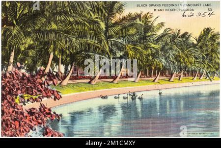 Schwarze Schwäne füttern in Pancoast Lake, Miami Beach, Florida, Lakes & Ponds, Tichnor Brothers Collection, Postkarten der Vereinigten Staaten Stockfoto