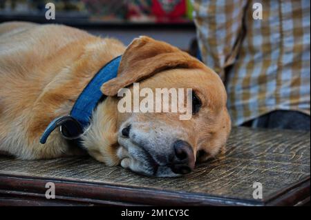 Gelber labrador liegt auf dem Schreibtisch im Laden - Kathmandu, Nepal Stockfoto