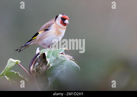 Europäischer Goldfink [ Carduelis carduelis ] auf Efeu-bedecktem Baumstamm Stockfoto