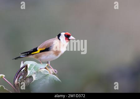 Europäischer Goldfink [ Carduelis carduelis ] auf Efeu-bedecktem Baumstamm Stockfoto