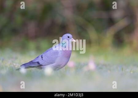 Stock Dove [ Columba Oenas ] auf dem Boden mit unscharfem Vordergrund Stockfoto