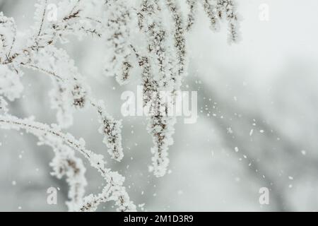 Nahaufnahme herabfallender Schneeflocken von eisigem Zweigfoto Stockfoto