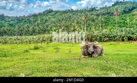 Ein erwachsener Karabao (Bubalus bubalis), eine Art Wasserbüffel, die auf den Philippinen heimisch ist, entspannt sich nach einem Tag landwirtschaftlicher Arbeit auf einem grasbedeckten Feld. Stockfoto