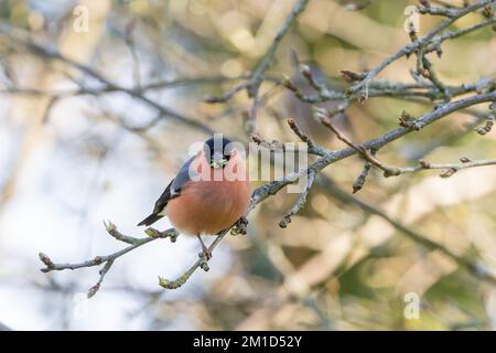 Männlicher Eurasischer Bullfink (Pyrrhula pyrrhula), der Knospen vom Apfelbaum isst Stockfoto