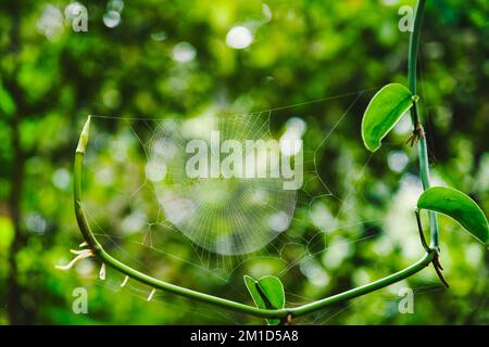 Spider auf einem Spinnennetz auf grünem Hintergrund. Spinnennetz im Wald an einem sonnigen Herbsttag. Spinnennetze in der Natur. Stockfoto