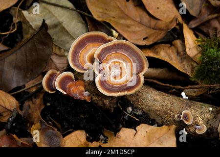 Wilde Pilze auf dem alten Holzstamm. Nahaufnahme von Ansammlungen brauner Wildpilze, die auf verrottenden Stämmen im Wald auf trockenem Laubhintergrund wachsen. S Stockfoto