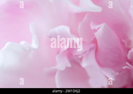 Abstrakter pinkfarbener Hintergrund mit Pfingstrosen. Nahaufnahme einer pinkfarbenen Pfingstrose, empfindlicher Hintergrund, weicher Fokus. Stockfoto