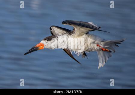 Black Skimmer, Rynchops niger, auf dem Flug über die Fütterungszone, schüttelnd nach Nässe; Laguna Madre, Texas. Stockfoto