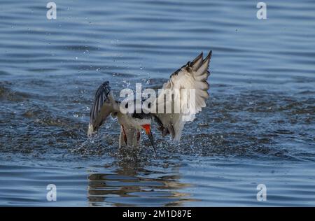 Black Skimmer, Rynchops niger, im Flug, Nahrung in einer flachen geschützten Bucht in Laguna Madre, Texas. Stockfoto