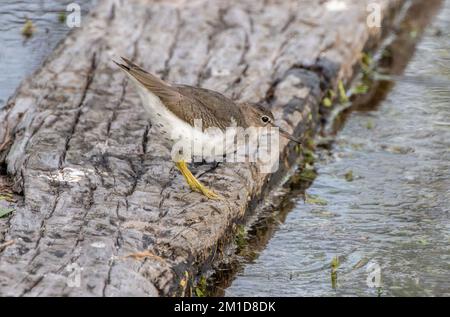 Gefleckter Sandpiper, Actitis macularius im Wintergefieder, Fütterung im überfluteten Grasland. - Nach Texas. Stockfoto