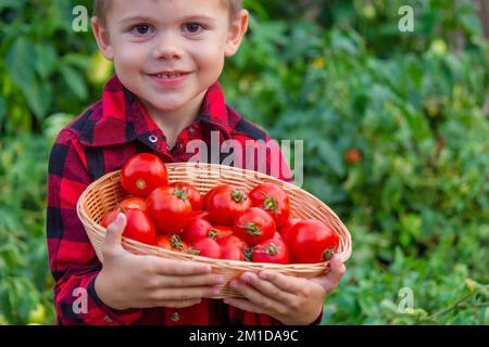 Der Junge hält einen Korb mit Tomaten in der Hand. Frisch gepflücktes Gemüse vom Bauernhof. Selektiver Fokus Stockfoto
