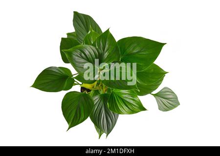 Draufsicht auf die tropische Hauspflanze „Homalomena rubescens Emerald Juwel“ auf weißem Hintergrund Stockfoto