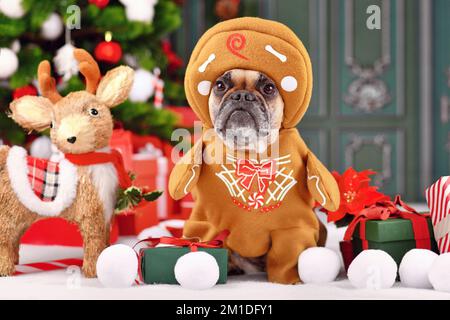 Lustiger französischer Bulldog in Lebkuchen-Weihnachtskostüm mit Armen, umgeben von festlicher Dekoration Stockfoto