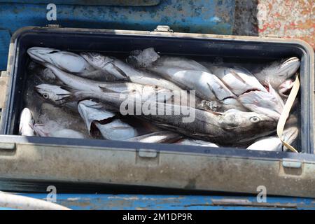 Fisch, der von Fischern in Cetara, Amalfiküste, Italien, frisch gefangen wurde Stockfoto