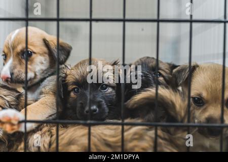 Süße, gemischte, ein paar Monate alte Welpen hinter einem schwarzen Metallkäfig, die in die Kamera schauen. Ein privater Hundeheim. Rettete Hunde. Hochwertiges Foto Stockfoto