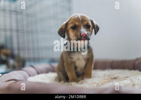 Süßer, schüchterner, kleiner, gemischter Hund mit verfärbter Nase, der auf seinem Bett sitzt. Rettete Welpen in einem temporären Heim. Durchgehende Aufnahme in der Halle. Hochwertiges Foto Stockfoto